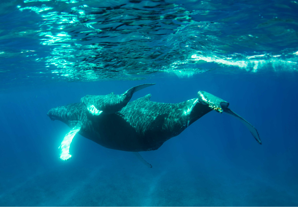 Ambergris Cay Ambergris Cay