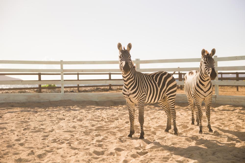 Aerial Private Island BVI Aerial