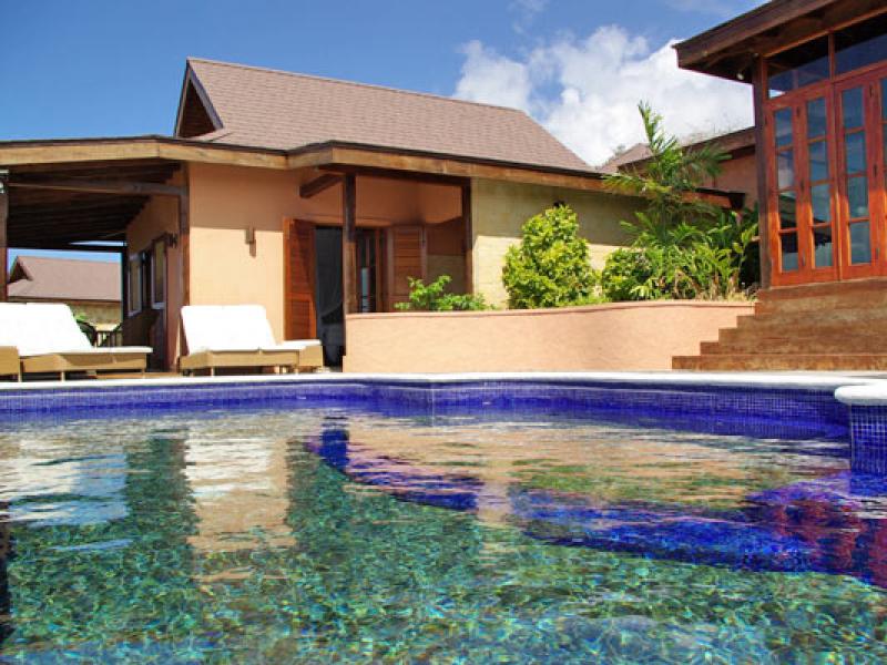 Tree Frog , Prickly Bay 