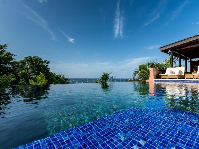 Tree Frog , Prickly Bay 