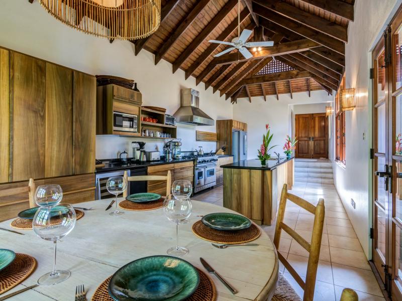 Tree Frog , Prickly Bay 