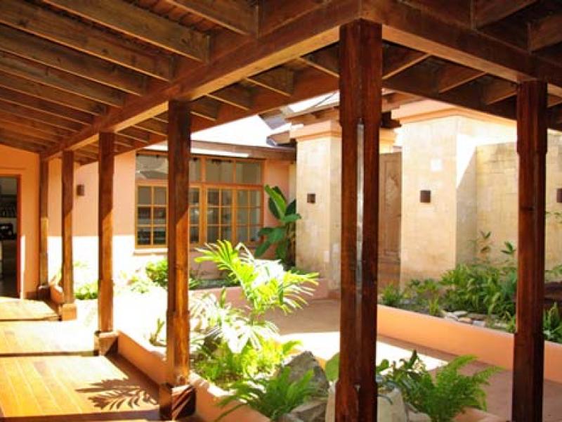 Tree Frog , Prickly Bay 