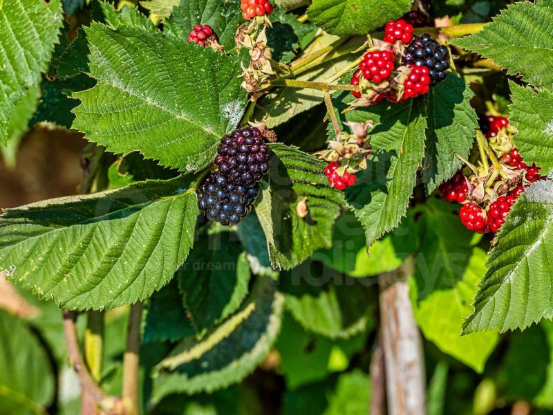 Villa Bloom , Dubrovnik 